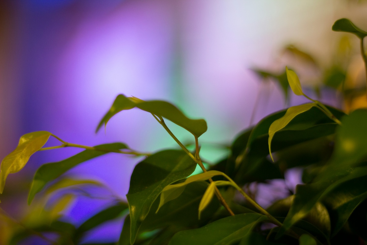 恩典之路：傷痕中發出的呼召 