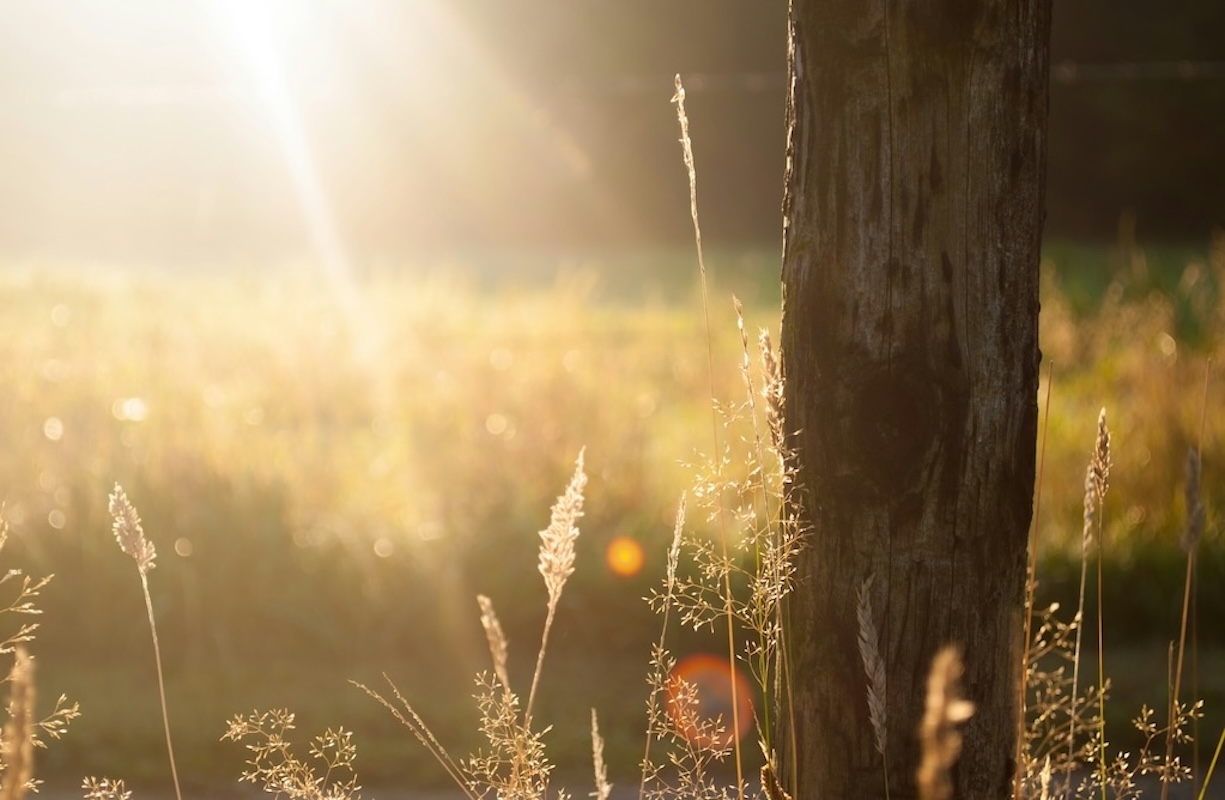 龍的傳人降服於主的宏恩